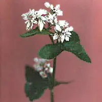 ソバ【蕎麦・そば】