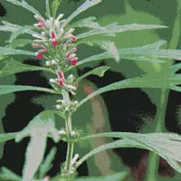 メハジキ【目弾・めはじき】