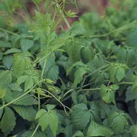 アマチャヅル【甘茶蔓・あまちゃづる】