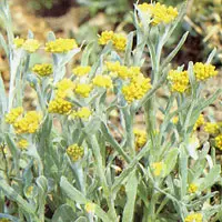 ハハコグサ【母子草・ははこぐさ】