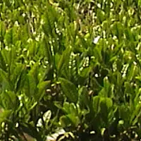チャ【茶・ちゃ】