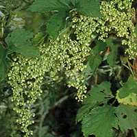 カラハナソウ【唐花草・からはなそう】
