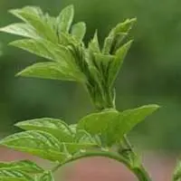 カンゾウ【甘草・かんぞう】