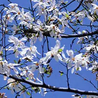 コブシ【辛夷・こぶし】