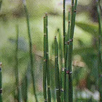 トクサ【砥草・とくさ】