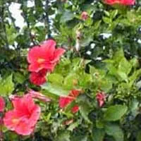 ハイビスカス【仏桑花、扶桑花・はいびすかす】