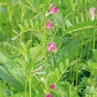 カラスノエンドウ【烏野豌豆・からすのえんどう】