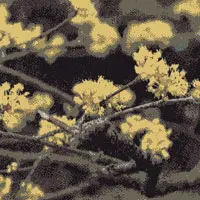 サンシュユ