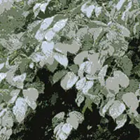 マタタビ【またたび】