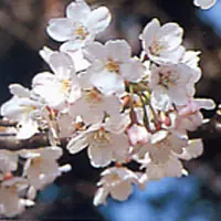 サクラ【桜・さくら】