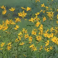 キクイモ【菊芋・きくいも】