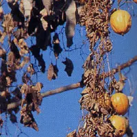 キカラスウリ【黄烏瓜・きからすうり】